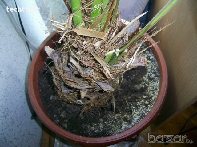 28-годишна финикова палма (Arecaceae Phoenix), снимка 2 - Стайни растения - 19347979