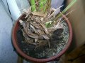 28-годишна финикова палма (Arecaceae Phoenix), снимка 2