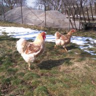 Sergiev Farm продава пилета и яйца от различни видове кокошки, снимка 15 - Кокошки и пуйки - 13584889