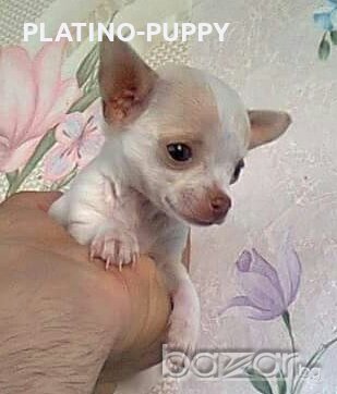 Мини чихуахуа, снимка 1