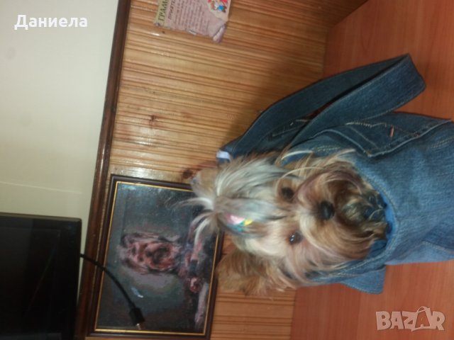 Чанта за куче (котка) , снимка 4 - За кучета - 26120335