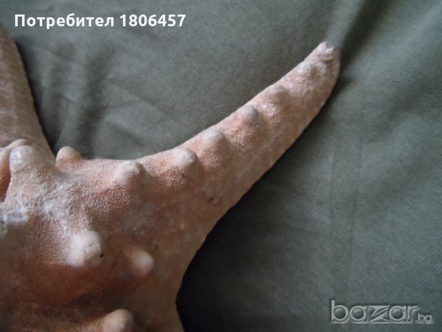 голяма морска звезда, снимка 4 - Антикварни и старинни предмети - 21356956