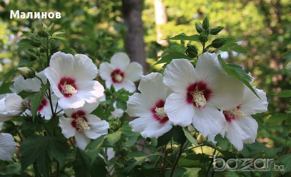 Бяла дървесна ружа/ китайска роза / хибискус, снимка 6 - Градински цветя и растения - 11542804
