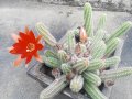 Кактуси, снимка 1 - Стайни растения - 23419974