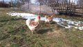 Sergiev Farm продава пилета и яйца от различни видове кокошки, снимка 15