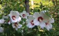 Бяла дървесна ружа/ китайска роза / хибискус, снимка 6