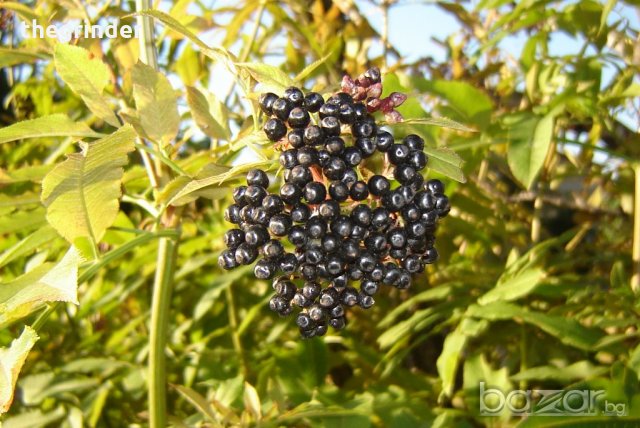 Сладко от черен бъз в буркан 600мл. - мощен имуно стимулант, снимка 2 - Домашни напитки - 20468898