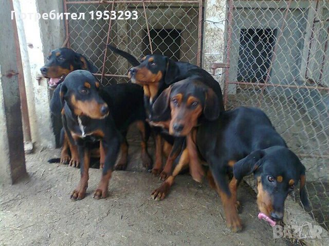 Гончета: Купете кученце ловна порода гонче - Обяви за ловни кучета с цени —  Bazar.bg