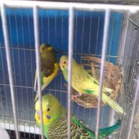 Вълнисти папагалчета продавам, снимка 3 - Папагали - 22744025