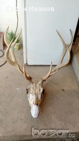 Еленски рога с череп, снимка 2 - Други животни - 21254802