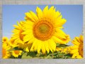 Картина Слънчогледи, картинно пано, картина цветя, канава, декоративно пано от части № 070, снимка 4