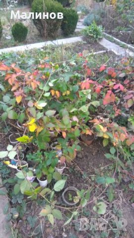 Супер едри, питомни къпини без бодли, снимка 10 - Стайни растения - 11542692