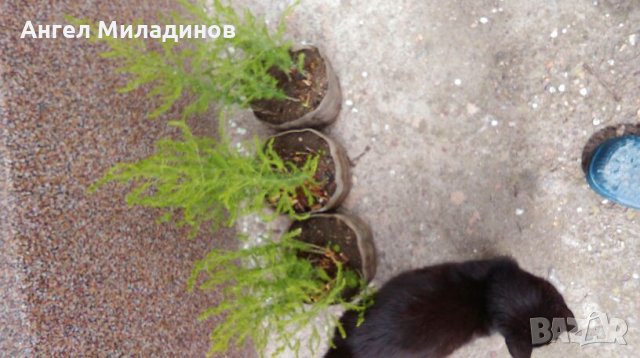 декоративен храст, прилича на Аспарагус, снимка 6 - Градински цветя и растения - 25032002