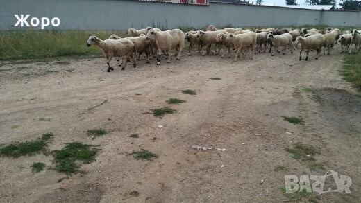 Овце и кочове, снимка 6 - Овце - 25942076