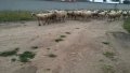 Овце и кочове, снимка 6