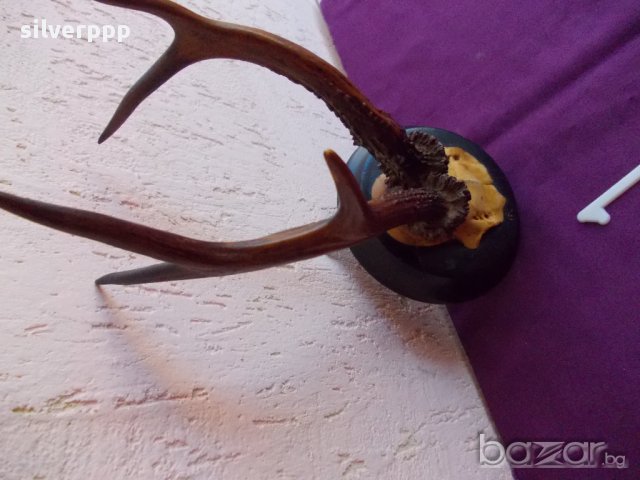 Трофей - 1, снимка 3 - Антикварни и старинни предмети - 17858127