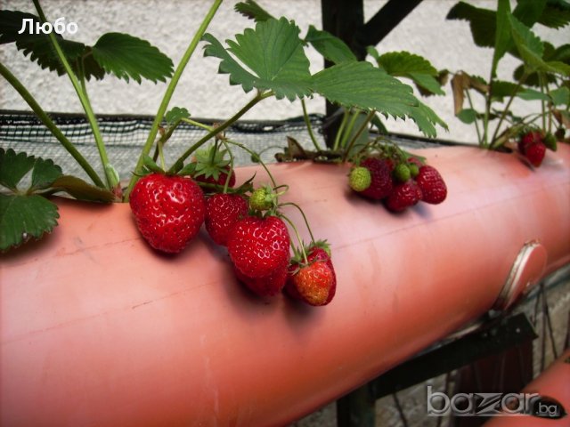 Разсад целогодишни ягоди.  с голям корен, зимоустойчиви.Плододават  до късна есен., снимка 2 - Градински цветя и растения - 11528104