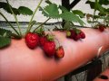 Разсад целогодишни ягоди.  с голям корен, зимоустойчиви.Плододават  до късна есен., снимка 2