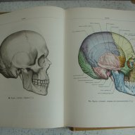 Атласи по анатомия на човека Синелников, снимка 10 - Енциклопедии, справочници - 16689471