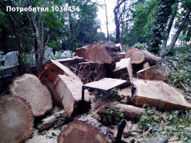 Рязане на дървета, почистване на дворове, снимка 4 - Други услуги - 14110729