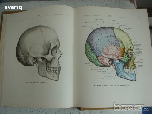 Атласи по анатомия на човека Синелников, снимка 10 - Енциклопедии, справочници - 16689471
