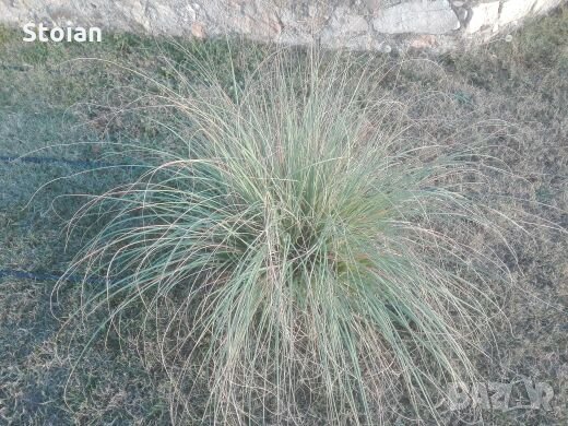 Пампаска трева, снимка 3 - Градински цветя и растения - 23295980