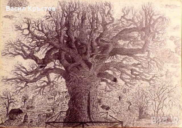  Графики 17 бр. - големи, - Картина „ Аспаруховият дъб ” 1994 г.
