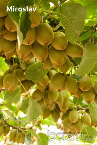 КИВИ--(Джени)-- самоупрашващо и студоустойчиво ПРОМОЦИЯ!!!, снимка 4 - Градински цветя и растения - 10505375