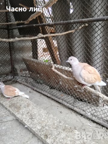 Смеещисе гугутки, снимка 6 - други­ - 24529605