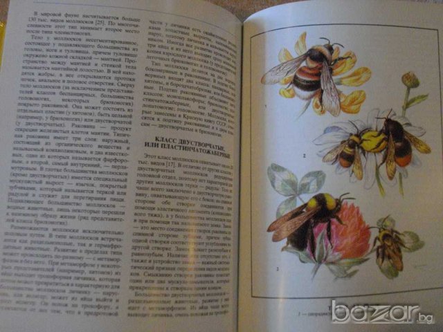 Книга "Редкие беспозвоночные животные-Н.Кочетова" - 208 стр., снимка 4 - Енциклопедии, справочници - 7905806