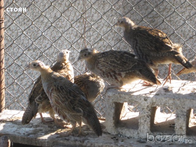 ПРОДАВАМ ЯРЕБИЦИ, снимка 2 - други­ - 11641814