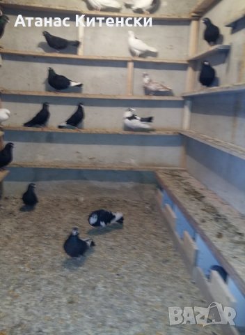 Продавам пазарджишки високо летачи гълаби, снимка 9 - Гълъби - 25976171