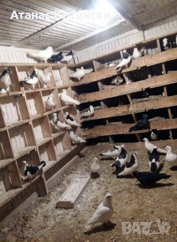 Продавам пазарджишки високо летачи гълаби, снимка 5 - Гълъби - 25976171