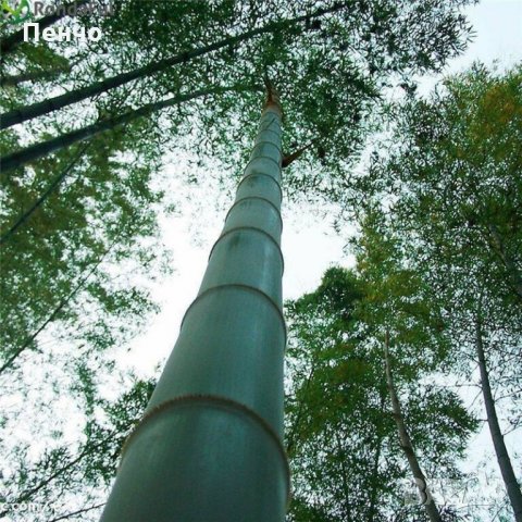 100 броя бамбукови семена от Декоративен бамбук Moso Bamboo лилав зелен цветен , снимка 17 - Сортови семена и луковици - 23954889