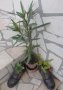 Алпийска роза (sedum Sempervivum)  , снимка 18