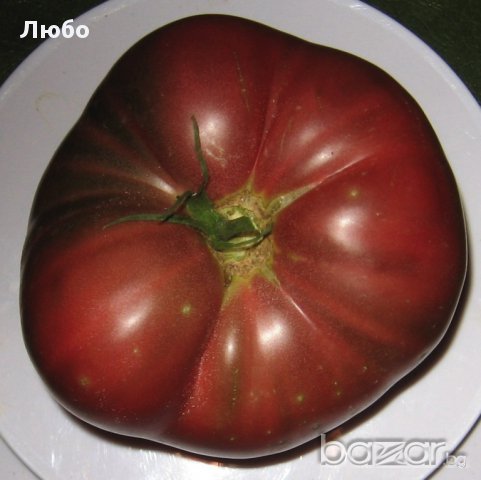 Разсад и семена от домат- тъмно червен  от Крим.
