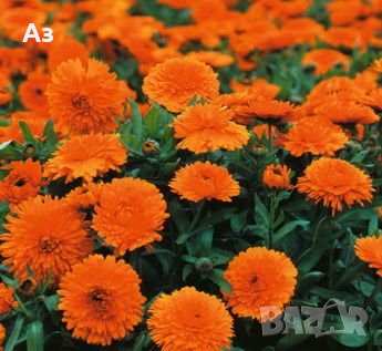 продавам цветя Невен - семена, реколта 2025 г., снимка 11 - Сортови семена и луковици - 24874715