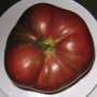 Разсад и семена от домат- тъмно червен  от Крим., снимка 1