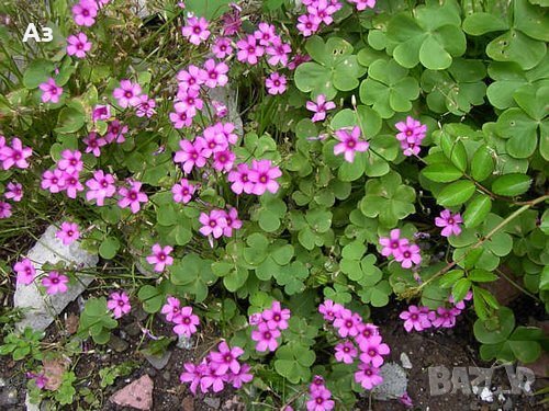 Продавам цветя Детелина Оксалис, розови, във висящи и обикновени саксии, снимка 5 - Стайни растения - 25313229