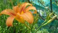 Хемерокалис (Hemerocallis), снимка 1 - Градински цветя и растения - 25124383