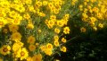 продавам цветя Кореопсис - разсад за пролетно засаждане, снимка 4
