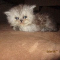 Малки персийски котенца, снимка 14 - Персийска - 19289720