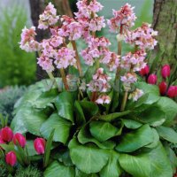 Bergenia 'Baby dall', снимка 4 - Градински цветя и растения - 21977108