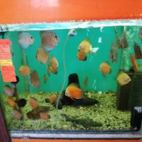 Зоомагазин Акваристика продава декоративни скариди и рибки, снимка 2 - Рибки - 25181147