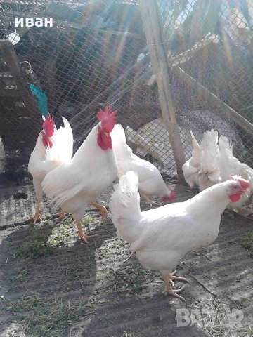 разплодни яйца от легхорн, снимка 6 - други­ - 16386746