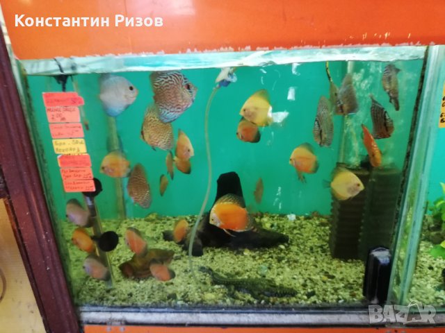 Зоомагазин Акваристика продава декоративни скариди и рибки, снимка 2 - Рибки - 25181147