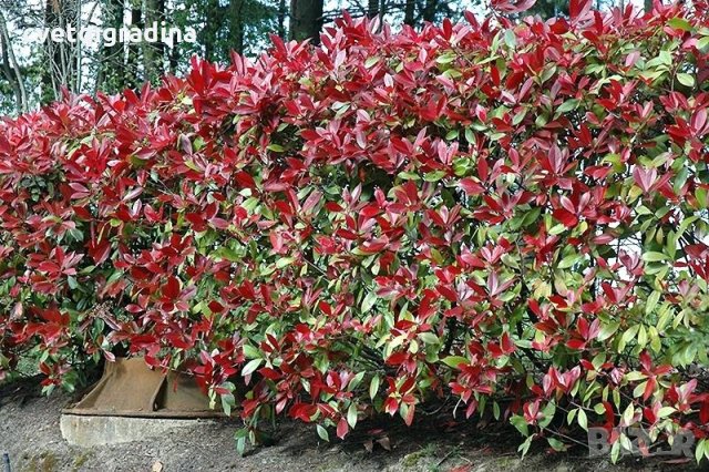  Photinia fr.'Red Robin', снимка 3 - Градински цветя и растения - 21905217