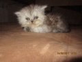 Малки персийски котенца, снимка 14