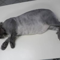 Подстригване на котка, снимка 5 - Ветеринари и услуги - 23386096
