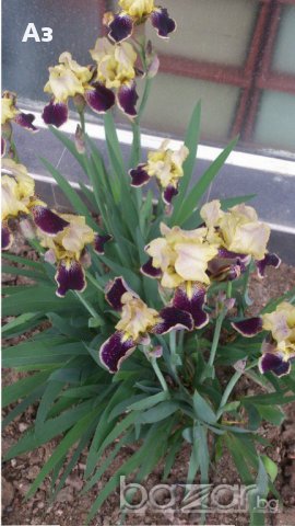 продавам луковици на цветя Ирис - 10 вида български редки сортове, снимка 7 - Сортови семена и луковици - 18321374